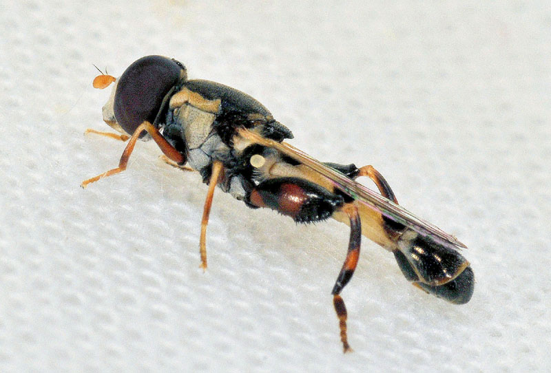 Syritta pipiens ?